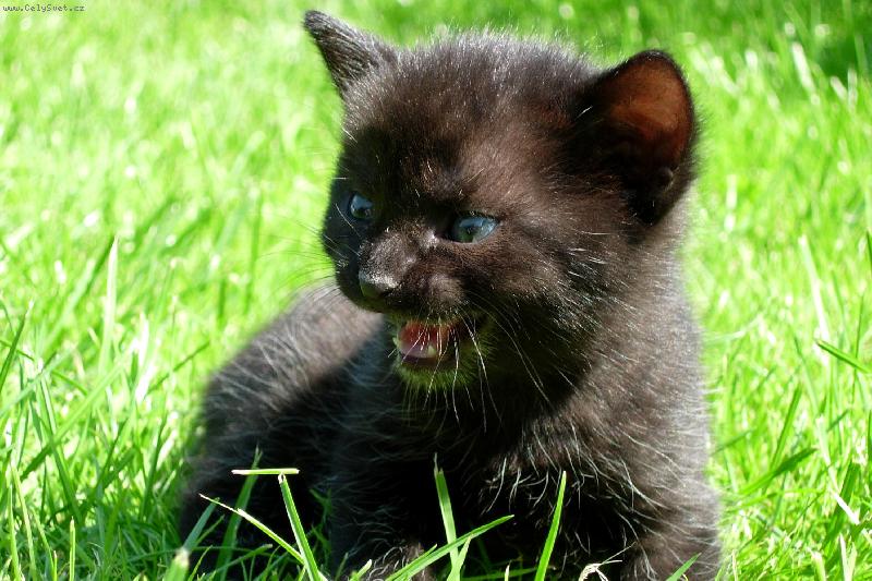 Foto: to jsem ale �elma