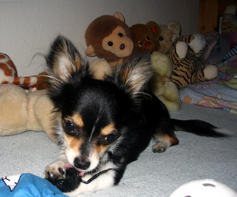 Foto: Ply��k a spol.-�ivav� chlape�ek mezi ply��ky