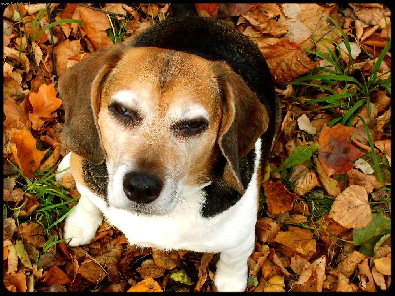 Foto: sv�t� mi do o��.. :-)-m�j mil��ek fanny