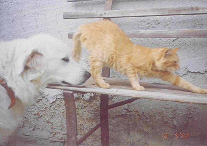 Foto: Zrze�ek a Max�k-Zrze�ku neboj, j� t� jist�m, chy� ji