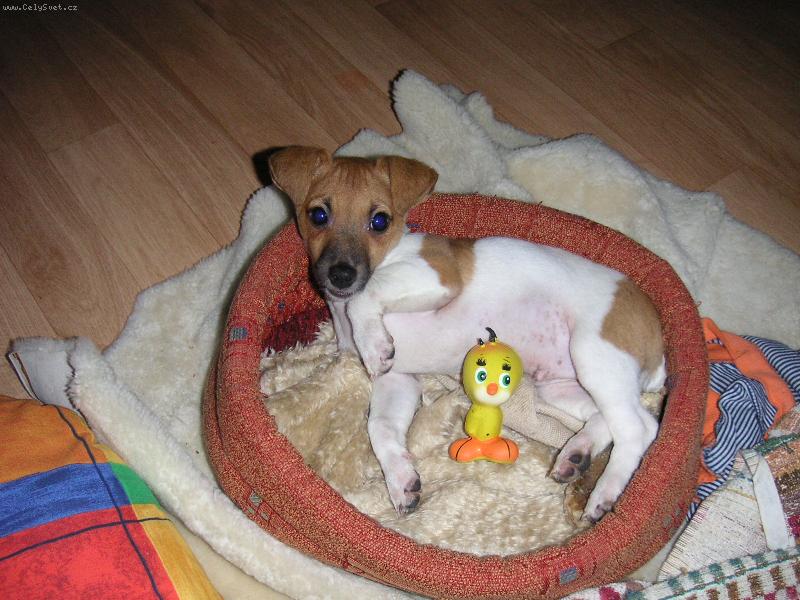 Foto: Odpo�inek-Dennysek odpo��v� po dlouh� proch�zce