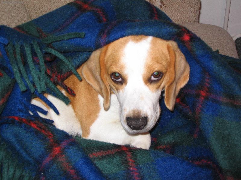 Foto: J�linka pod dekou-Nechte m� je�t� chv�li spinkat!