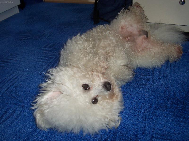 Foto: Bi�onek Andy-Haj����������....poj� si semnou hajnout!!