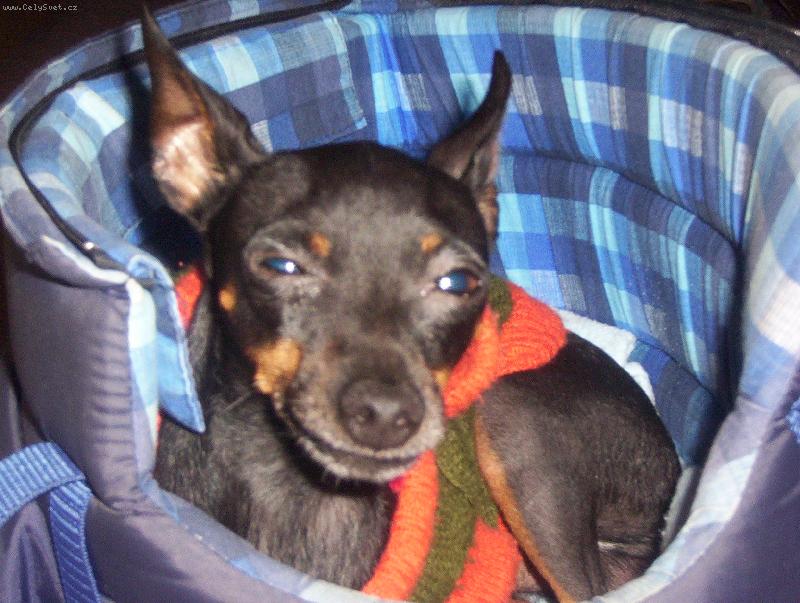 Foto: Goli�ek-rozespal� None�ek