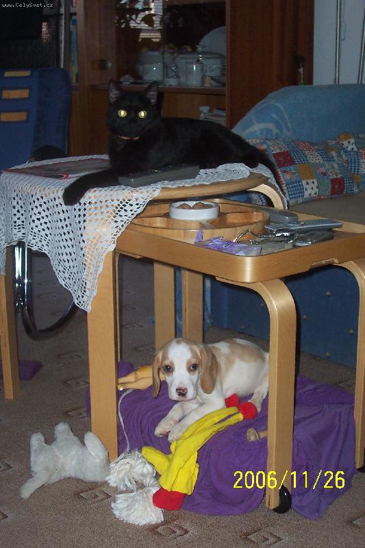 Foto: na�e zlat��ka : Lucka a Charlie-and�lci i �erti v jednom