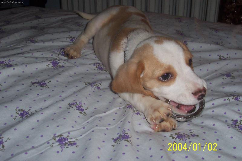 Foto: Charlie a hodinky-...k �emu to slou��? rozkousnou to nejde...