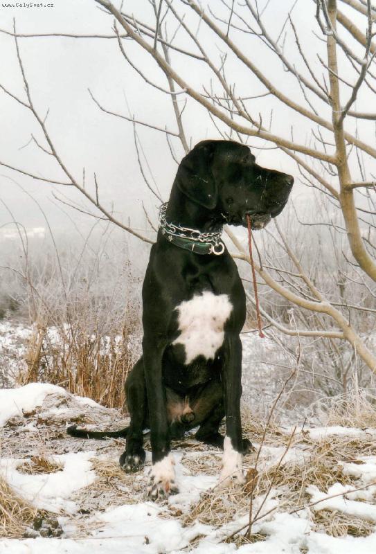 Foto: Dante �esk� Sirius