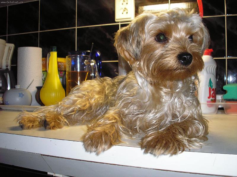 Foto: Bety kucha�ka