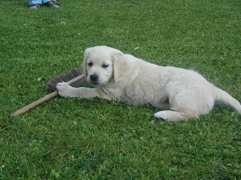 Foto: Jess  s ko���tkem-obl�ben� letn� hra�ka (3 m�s�ce)