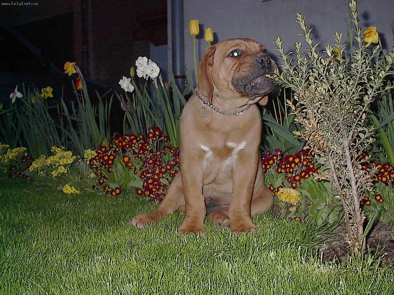 Foto: Jsem stejn� bo�sk� jako m� jm�no: Amon-Ra-3 m�s�ce-25 kg  - Nevytahuji se...rostu