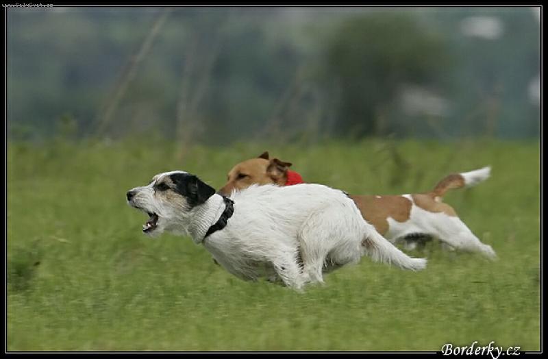 Foto: Joker+Aj�a-Milujeme pohyb a hon�n� za st�apcem na coursingu n�s ohromn� bav�.