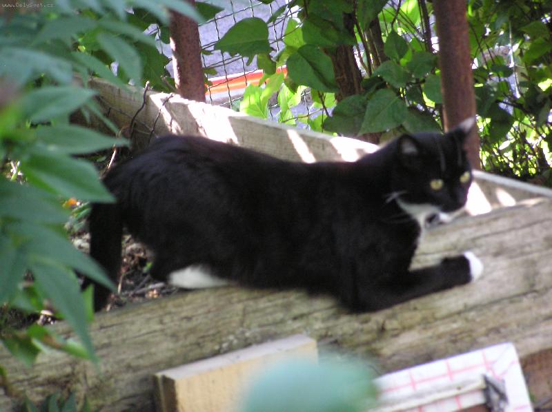 Foto: Kubinkton-Rann� rozcvi�ka...