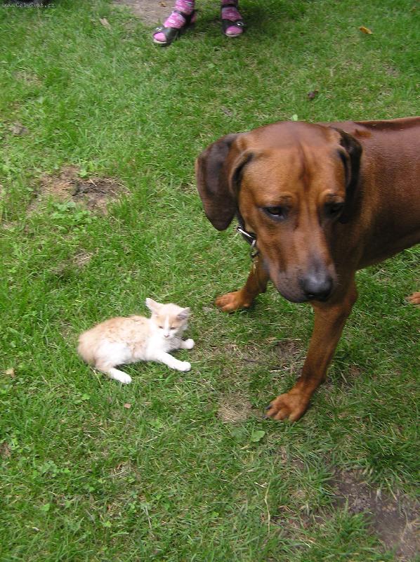 Foto: Tchibo(�ib��ek) a Lucky(pes)-Najd�te p�t rozd�l�... :)