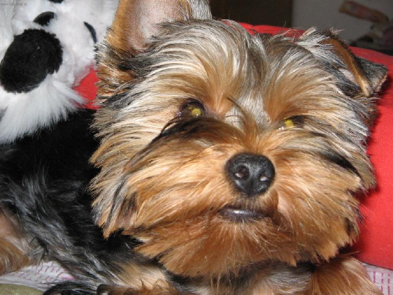 Foto: vrr....j� t� kousnu, u� m� zase fot�!!!