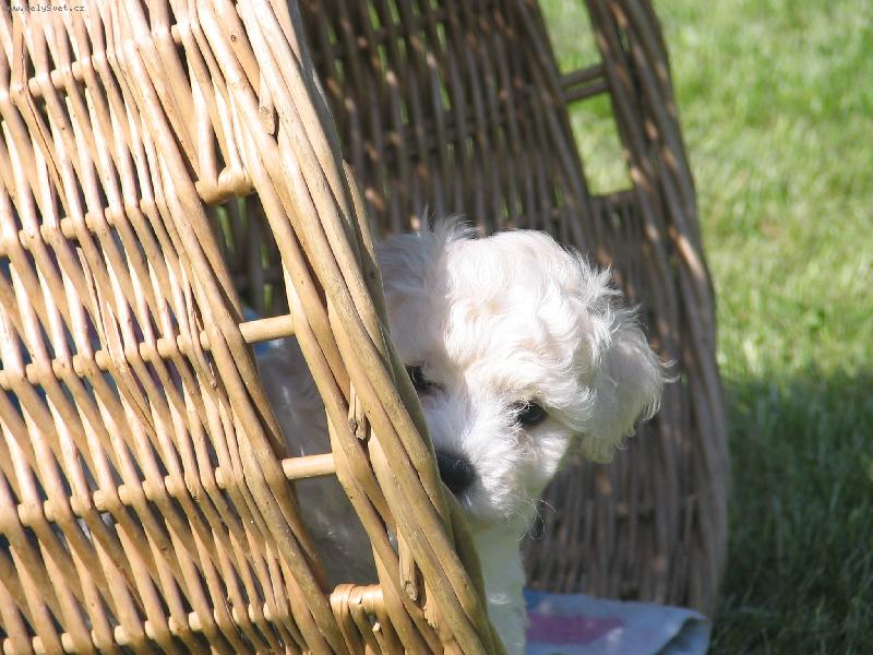 Foto: Kuk!-Betynka se schov�v� v ko�i