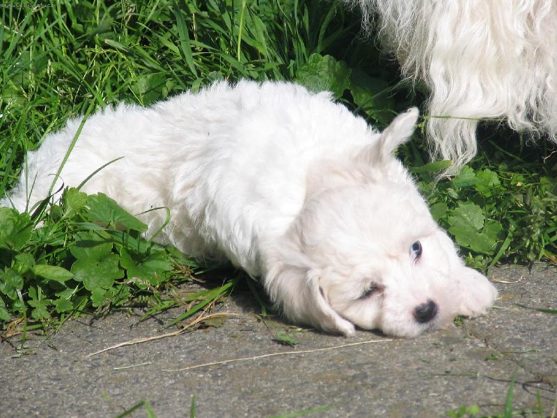 Foto: Bellamy-J� si odpo�inu a ou�ko se taky mus� vyv�trat.