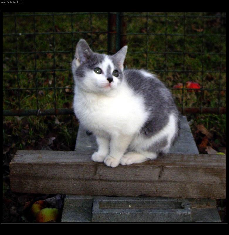 Foto: Mimi na �ekan�-T�eba to nen� jen poh�dka a n�jak� ten pe�en� holoubek fakt p�ilet�