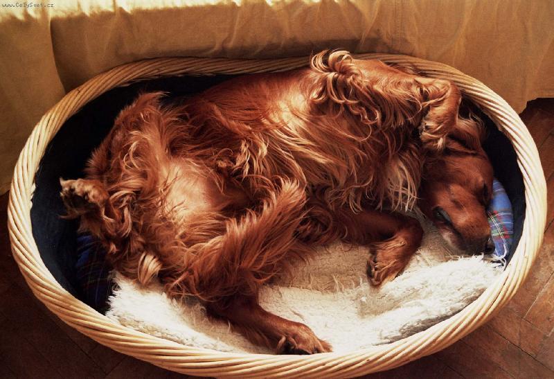 Foto: No a takhle si hajam-Muj pelisek