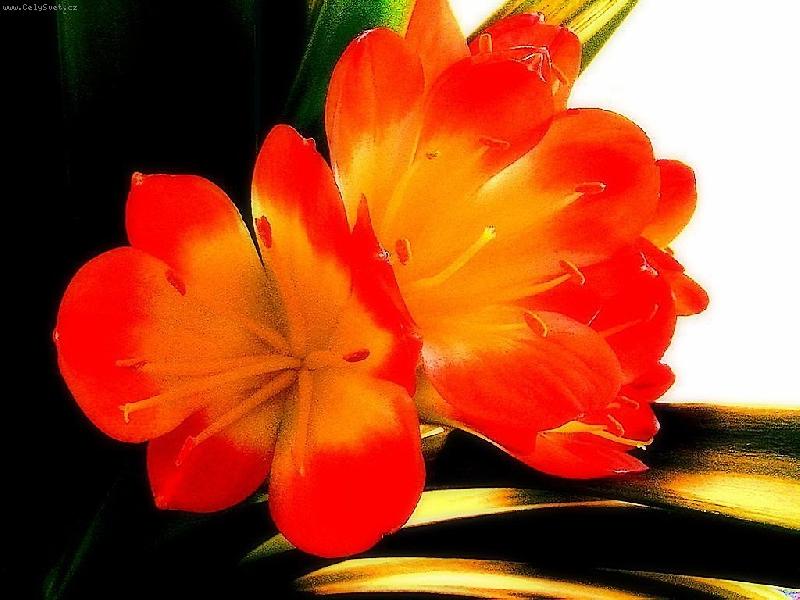 Foto: Oran�ov� kr�ska-Kl�vie