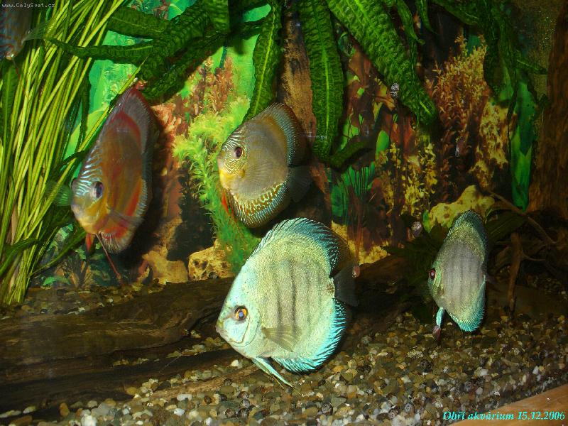 Foto: Ob�� akv�rium