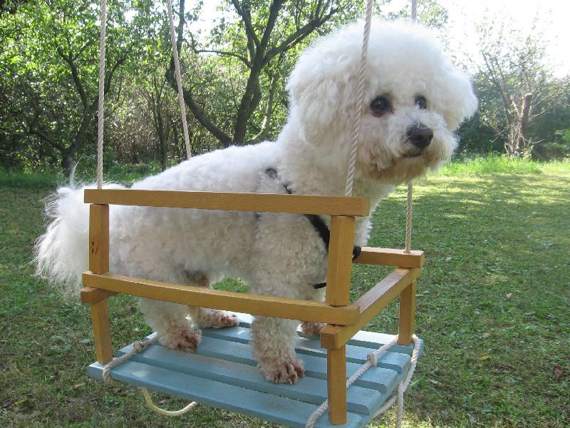 Foto: houpy houpy-toto je muj pejsanek piskotek