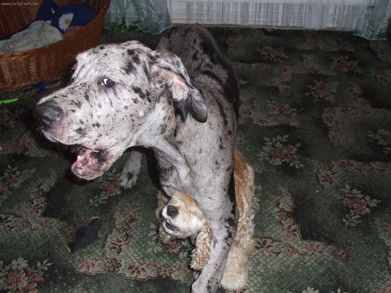 Foto: sa� dvojhlav�