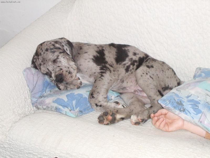 Foto: Attila neboli Tyl�sek-p���t, spink�me