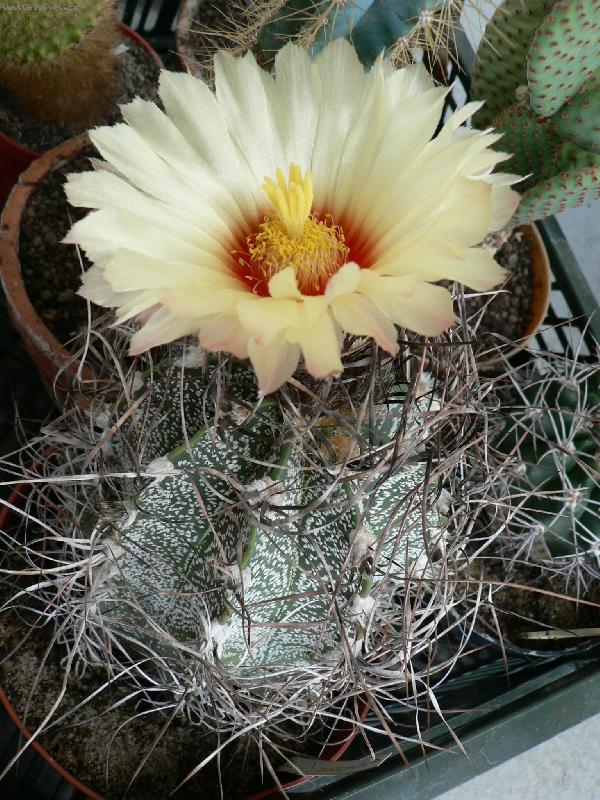 Foto: kvetouc� kaktus-v pln� kr�se
