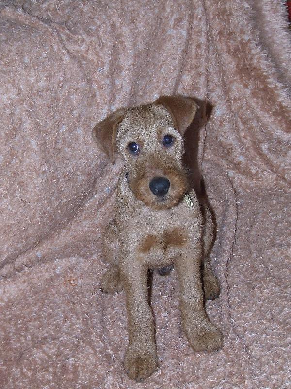 Foto: irsk� teri�r Jerry