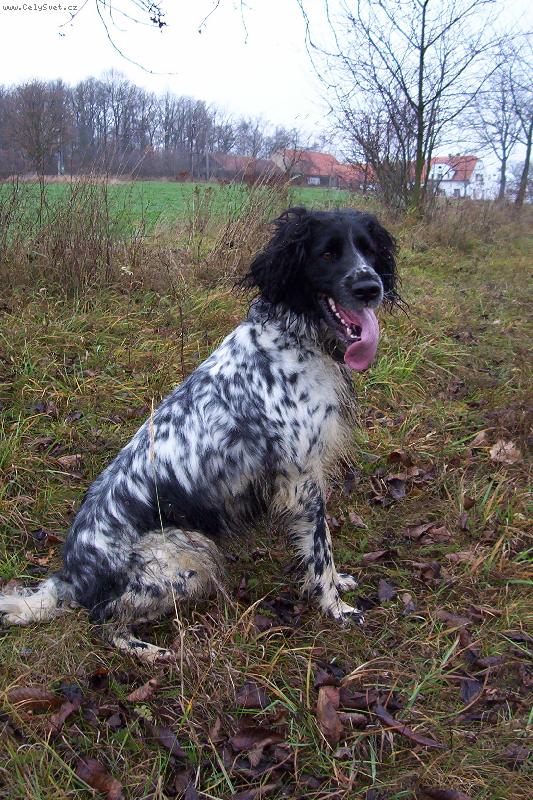 Foto: Hela Od Star� vsi po honu-sed�c� fenka