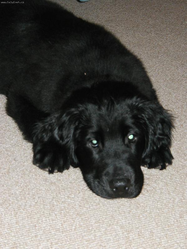 Foto: Bonee jak d�l� ps� o�i-No tak pros�����m....