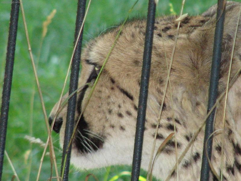 Foto: Kr�sa v zoo-Rad�ji za m��emi