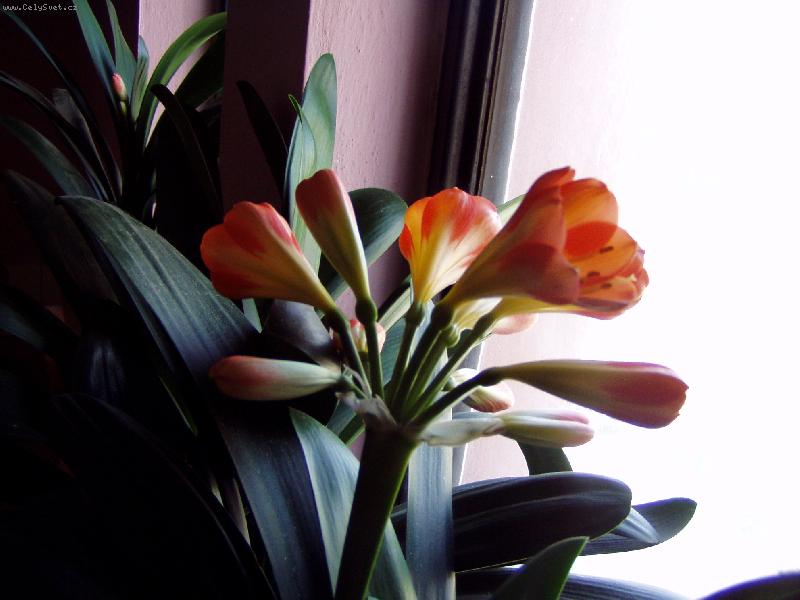 Foto: Klivie v nejhez�� f�zi-l�b� se v�m?