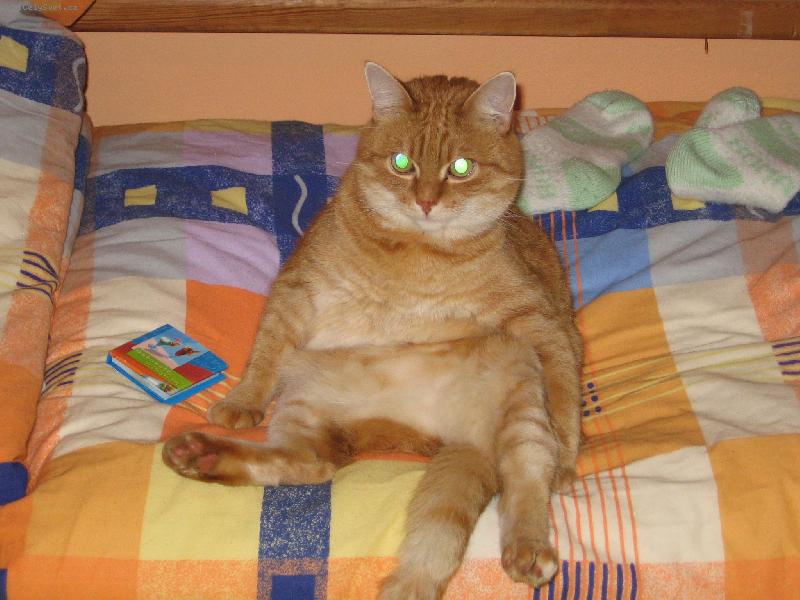 Foto: kaja relaxuje-nas kaja pri jednom se svych dennich kocicich odpocinku