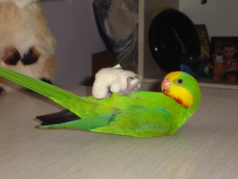 Foto: papou�ek n�dhern�-Stejn�  T� p�eperu m��o, i na z�dech!!