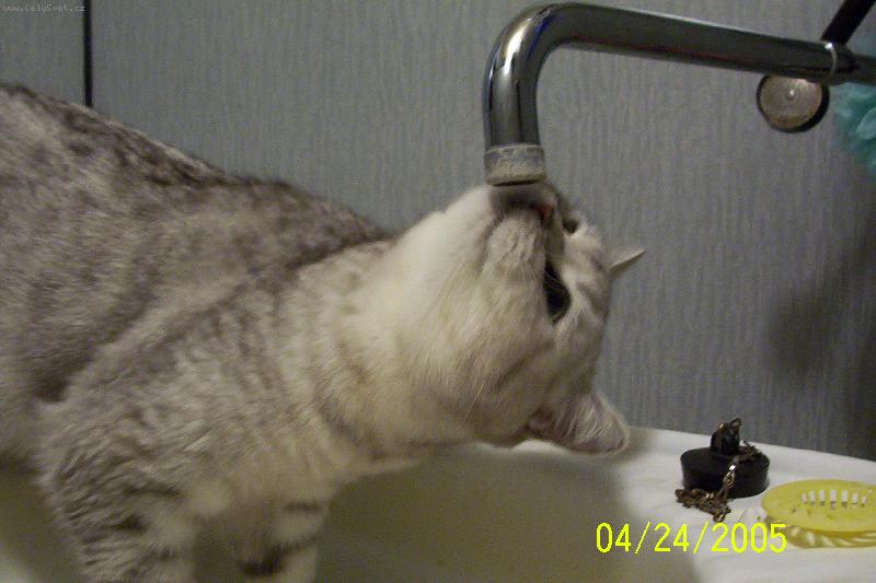 Foto: Britsk� st��b�it� kr�tkosrst� s �ern�m te�kov�n�m-Jej� nejobl�ben�j�� m�sto