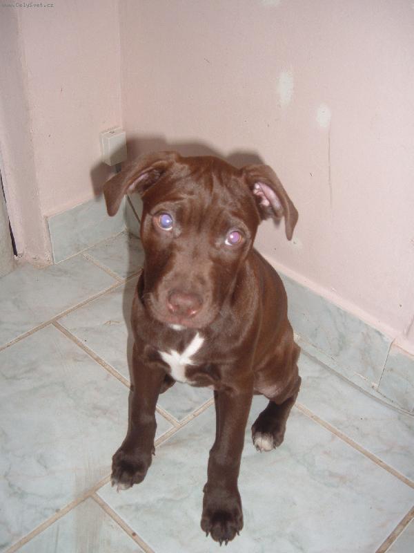 Foto: pitbullka-u� bych cht�la ven p�ne�ku