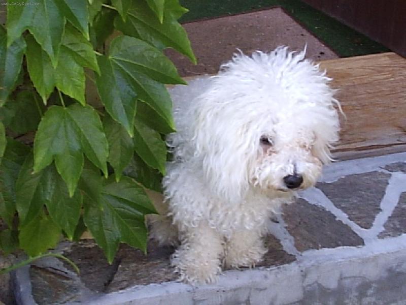 Foto: Snad se v tom ps�m v�n� neztrat�m-Snad se v tom ps�m v�n� neztrat�m