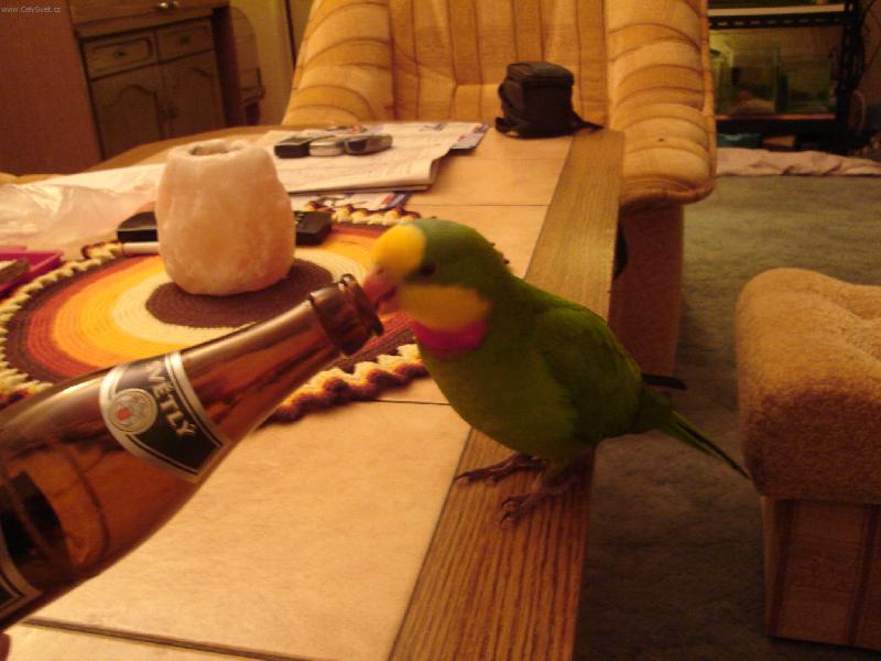 Foto: n� Mat�sek-U� sta��,abych to zase nep�ehnal...