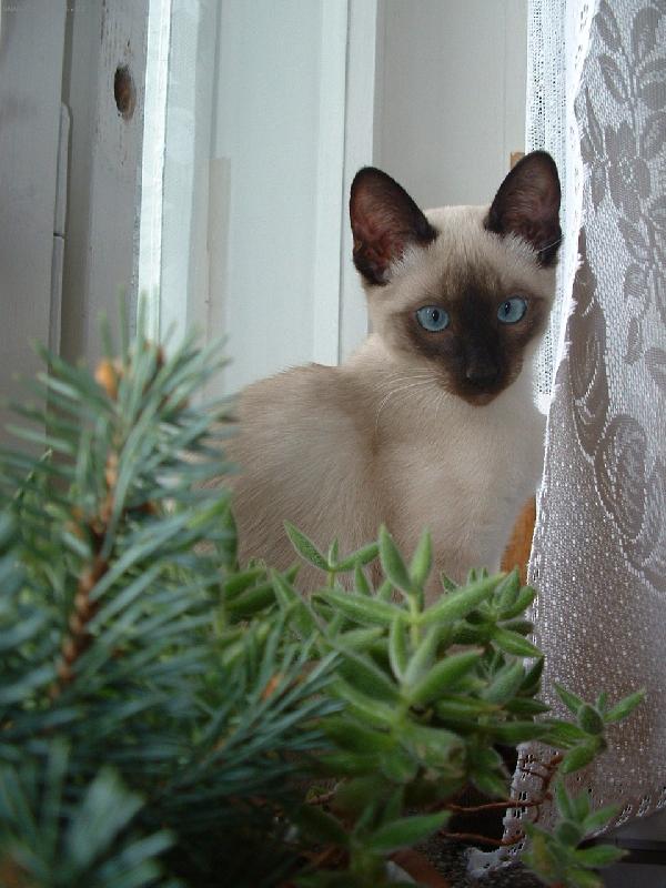 Foto: V�no�n� z�ti��...