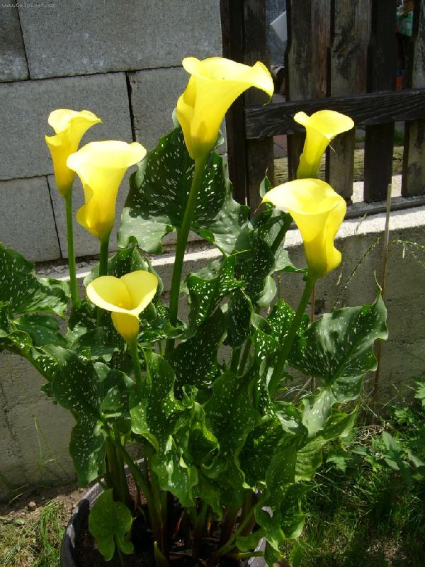 Foto: Komu se nelen�, tomu se �lut�-Kala