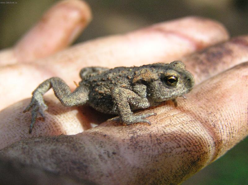 Foto: Sko�it nebo nesko�it?