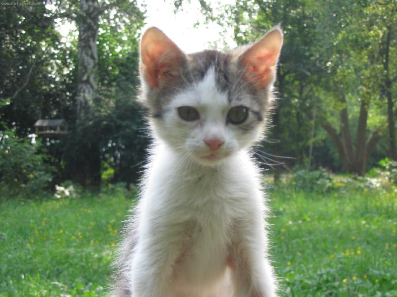 Foto: ko�i�ka Aninka sed� na �krabadle-Roztomil� ko�i�ka Aninka- �tulkov� ko�i�ka