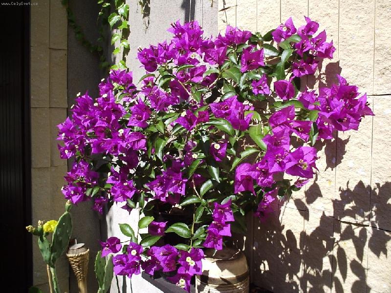 Foto: Exotick� kr�sa - vyp�stovan� na severu �ech-bougenwilie