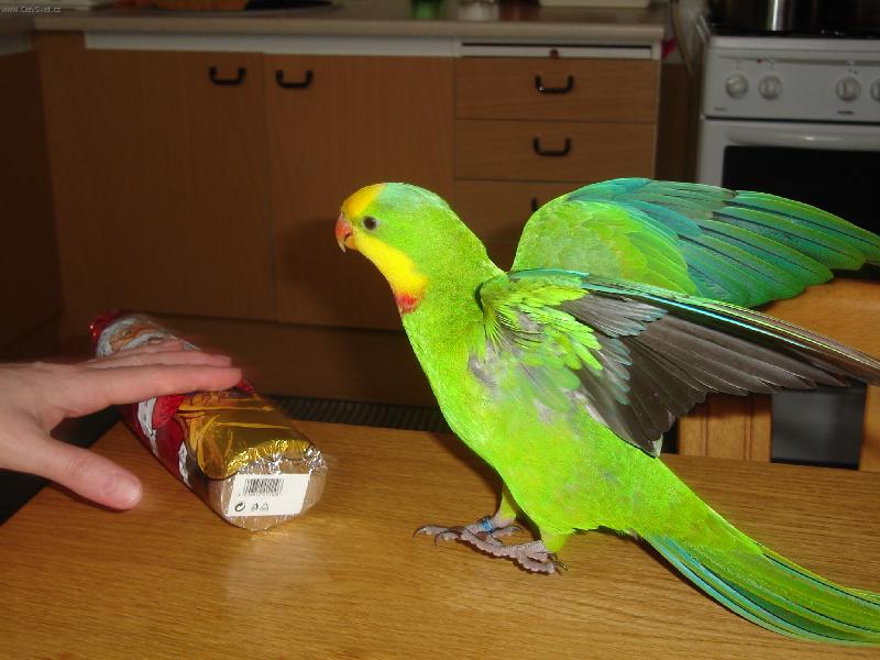 Foto: Mat�skovo momentka-Bleskov� �prk p�ed mikul�em