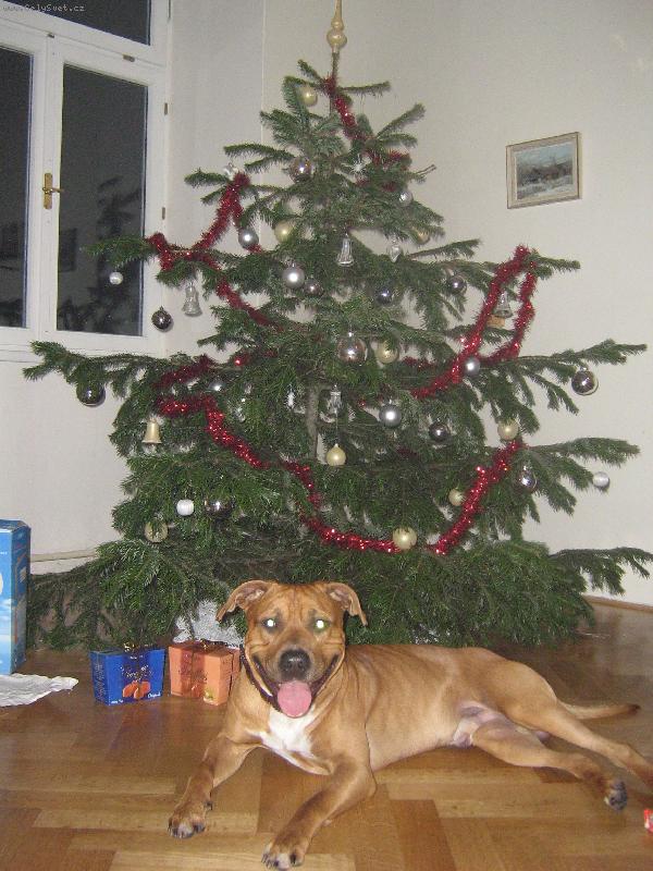 Foto: N� Argo�ek je za v�echny d�rky sv�ta