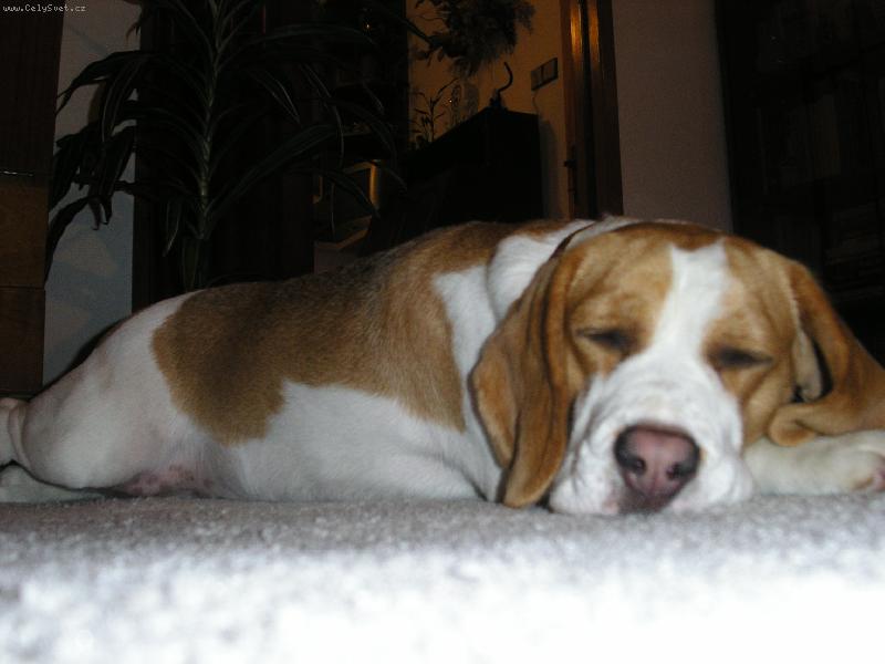 Foto: V�no�n� vy�erp�n�