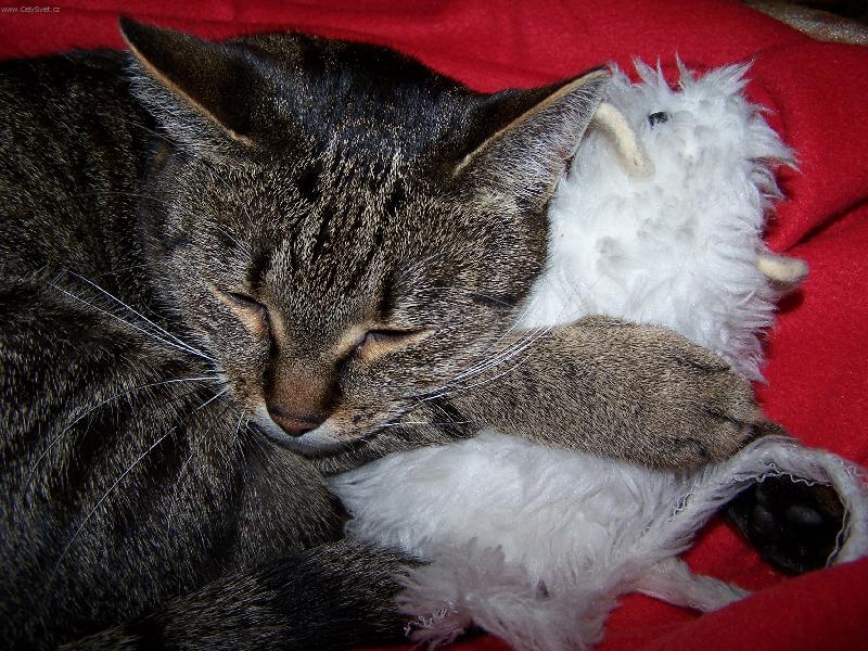 Foto: Merka I.-Miluji t�, Hugo.