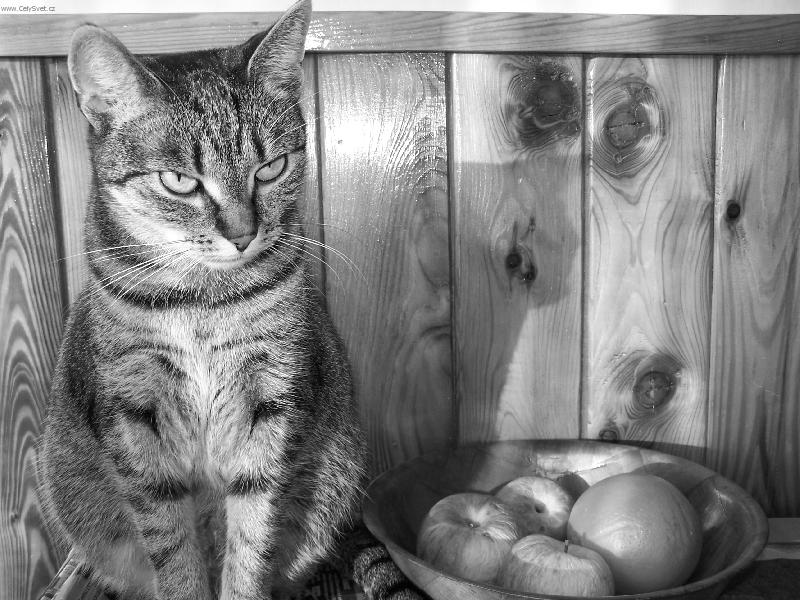 Foto: Meru�ka I.-Neviditeln�