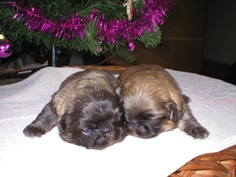 Foto: Wrinkley Boy of a Whitney Lady of Bohemia Orchis-�t���tka, narozena 20.12.2005